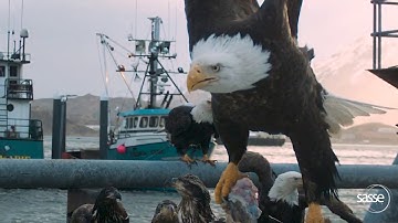 Eagle Takeoff at 1000 fps - super detailed #dinosaurs #wildlife #eagles