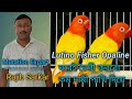 How to Produce Lutino Opaline Fisher