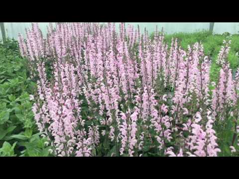 Video: Salvia - bunga dengan keindahan yang menakjubkan