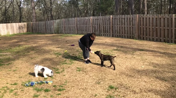 Training With My 15 Week Old Cane Corso Puppy
