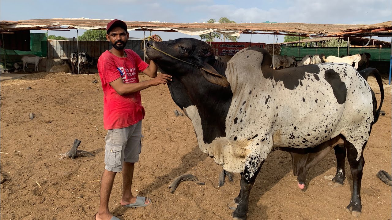 Asim Cattle Farm Ka Kam Range Ka Khobsorat Bachra muhammadshahzaib asim-cattle-farm-ka-kam-range-ka-khobsorat-bachra-muhammadshahzaib