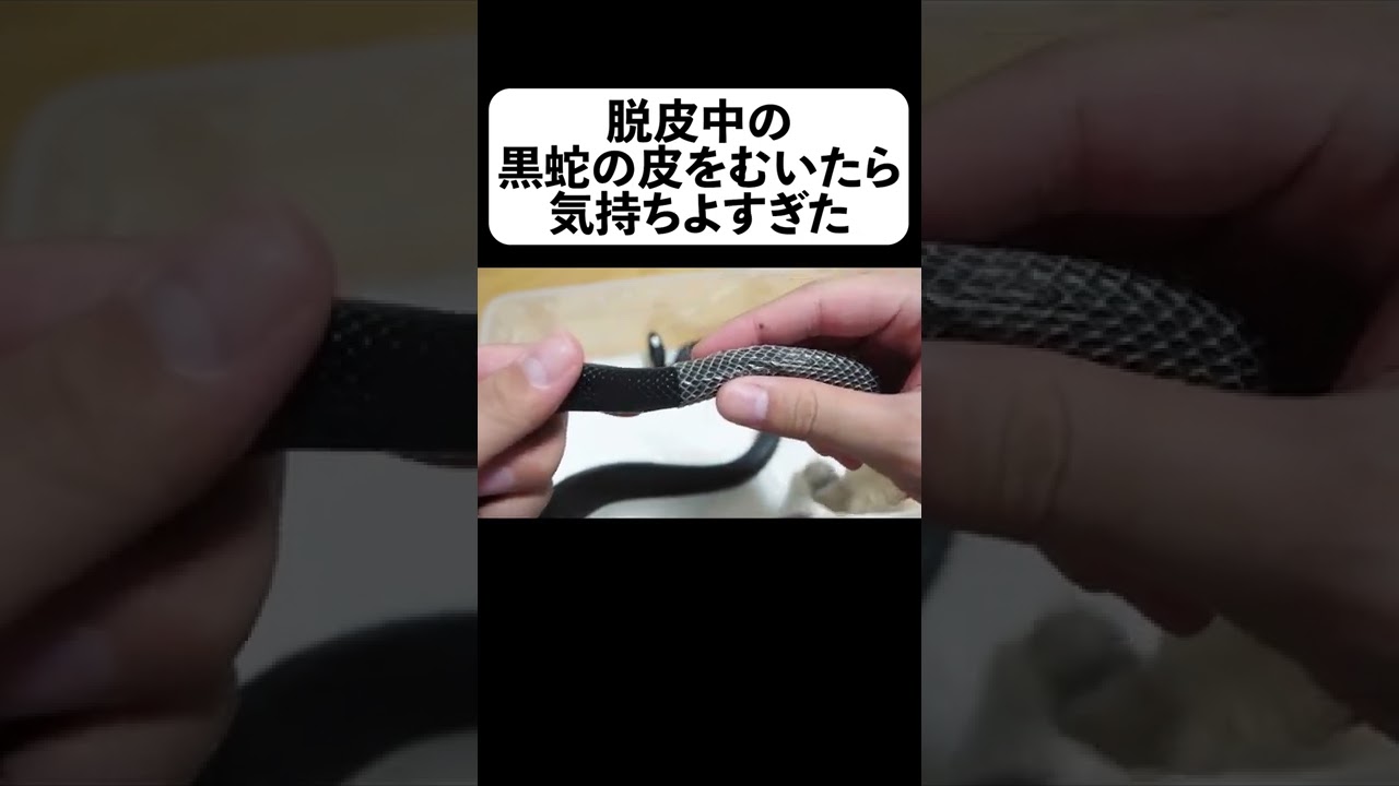 脱皮中の黒蛇の皮をむいたら気持ちよすぎた フルverは概要 Shorts Youtube