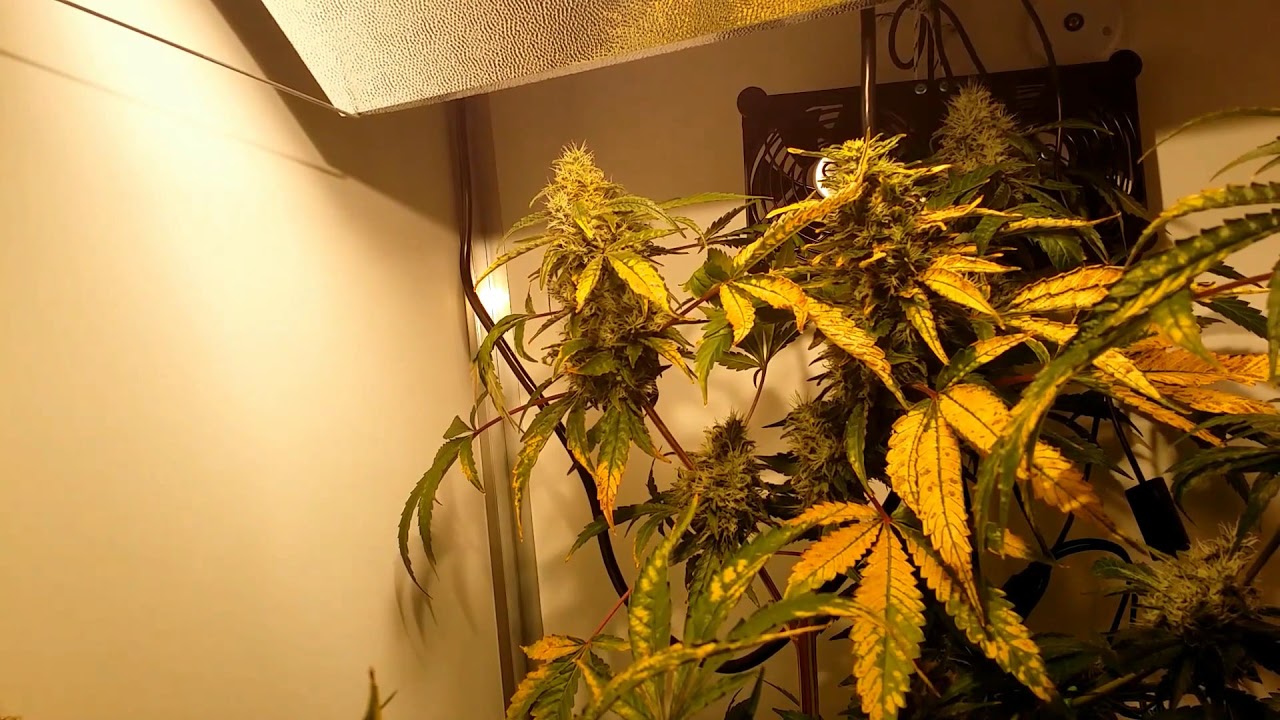 Week 13 in de CNNBS G Kit XL