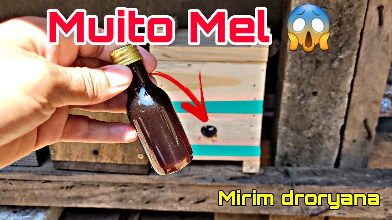 FUI PASSAR essa MIRIM DRORYANA para CAIXA (Não acreditei na quantidade de mel que tinha😱)