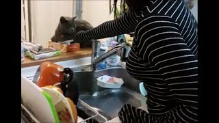 嫁もティッシュ取りバトルに挑戦！