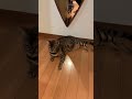 今日も夏だから、少しはひんやりとした床に猫は落ちてます￼! #ねこ #ねこ動画 #猫 #ネコ #にゃんこ #ベンガル #動物 #いやしねこ