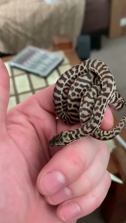 Banded Pygmy Python Respiratory Problem - YouTube