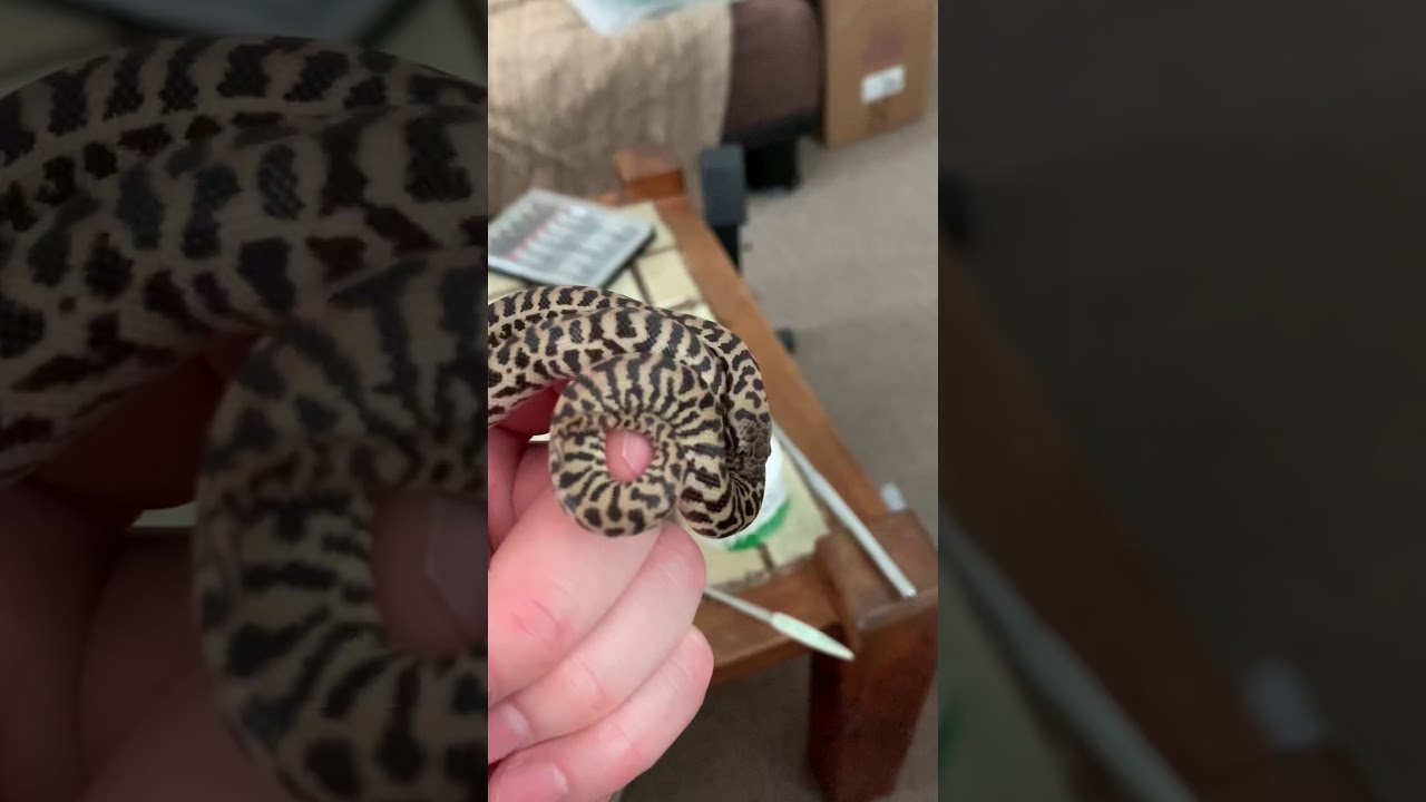 Banded Pygmy Python Respiratory Problem YouTube