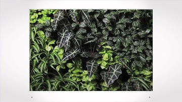 Integrating nature into urban environments | Bianca Bodley | TEDxVictoria