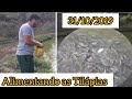 ALIMENTANDO AS TILÁPIAS NO LAGO - VIDA NA ROÇA