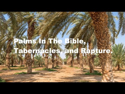Palms In The