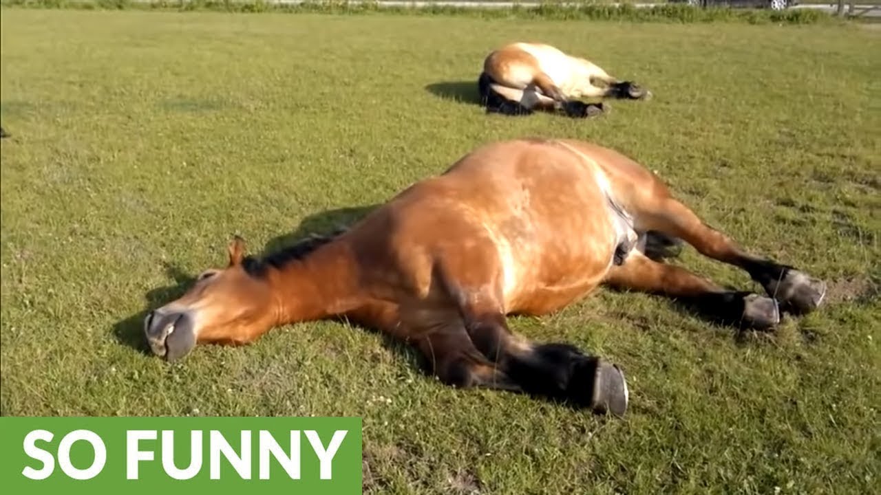 10 Funny Horse Videos to Give You a Giggle | LoveToKnow Pets