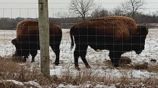 Bison at Bettelle Darby Creek Metro Park by Rick Shears 186 views 4 months ago 3 minutes, 4 seconds