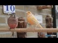 Kanarie en bourkeparkiet - Canary and bourke parakeet [VogelsOnline]