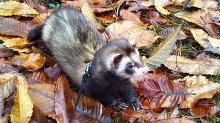 2 ferrets in the woods part 3 by channel4ferrets 995 views 11 years ago 1 minute, 10 seconds