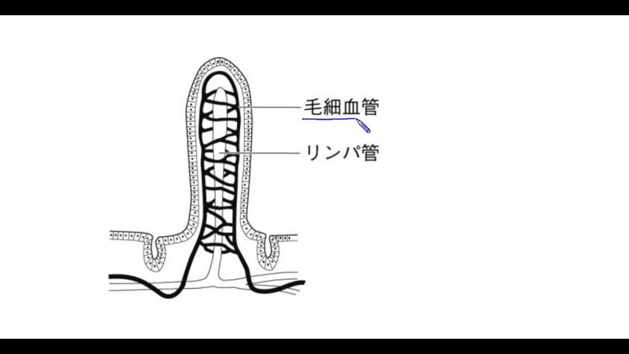 中学理科解説動画 動物のからだのつくりとはたらき４ Youtube