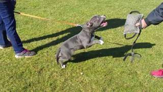 American Bully female 5 months old, obedience and bitework