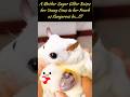 Tiny but Mighty; Mama Sugar Glider Keeps her Babies Calm & Cozy in her Pouch | Tiny but Mighty 🤔😯😮