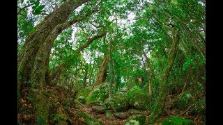 'binna burra' is an aboriginal place name meaning 'where the beech
trees grow'. this a love song to binna burra, in lamington national
park, which i've lo...