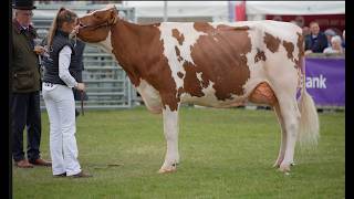 ANNAGHMORE RANGER A JODIE RED at Balmoral Show 2026.HM in Intermediate Championship
