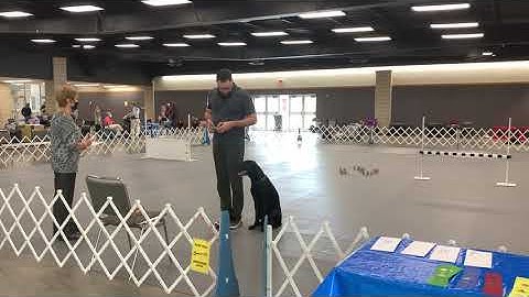 Cooper AKC Obedience Utility A Title 195/200