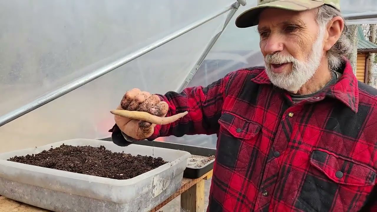 Вырастите свои собственные ломтики батата