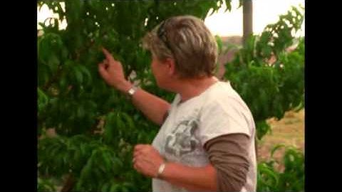 Protecting your fruit trees from worms