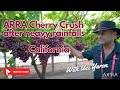 Arra cherry crush after the rain  california