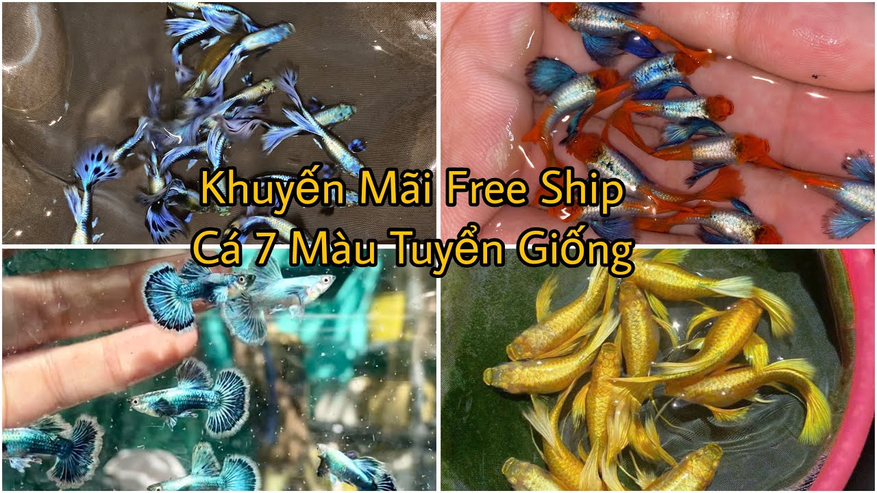 Khuyến Mãi Free Ship Cá 7 Màu Tuyển Giống Giá Siêu Rẻ, Khuyến Mãi Đầu Năm Mới