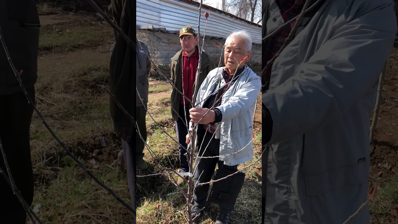 Мастер класс по обрезке карликовых яблонь от Dr. Койке. Secret technique of pruning #appleorchard