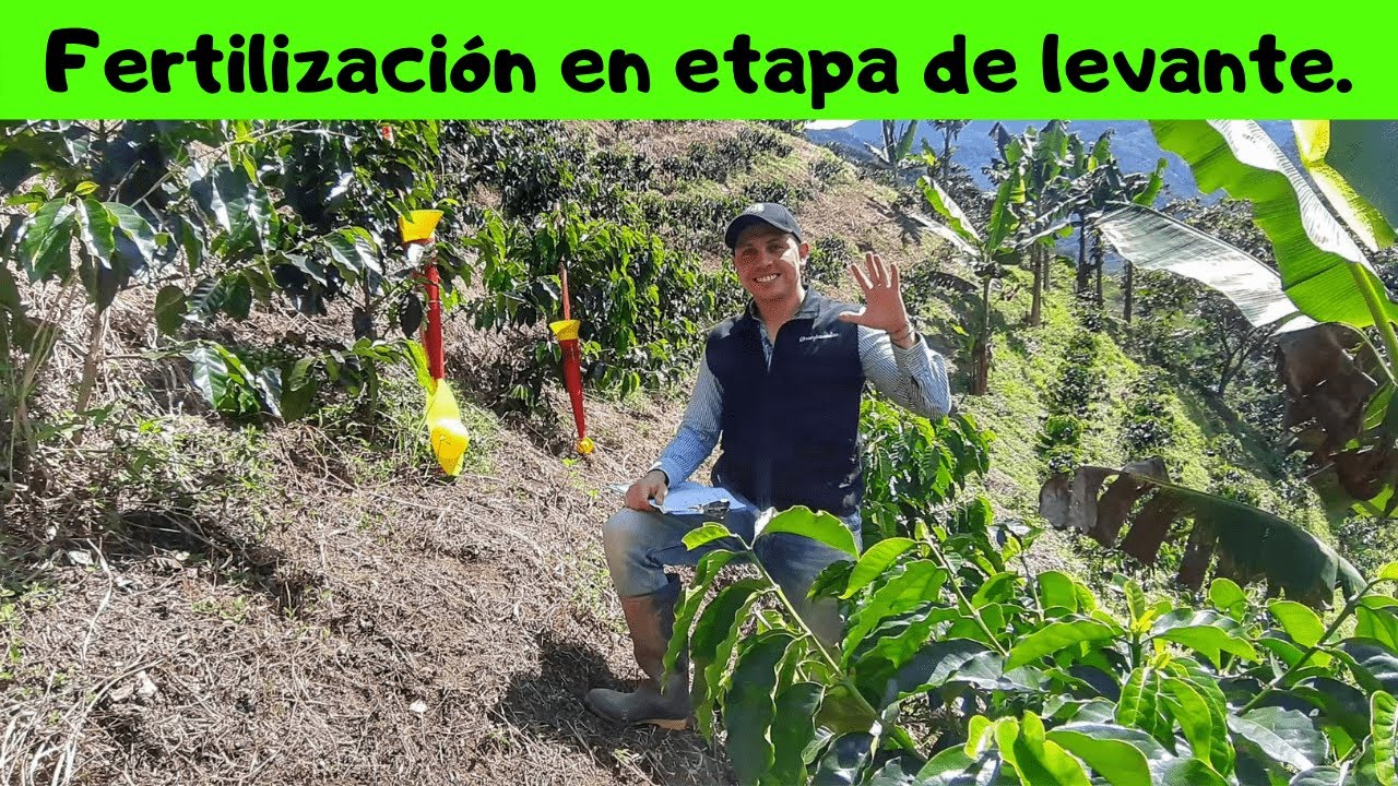 Fertilización en etapa de levante (sin análisis de suelos)