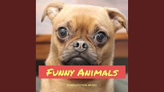 The Funny Zoo