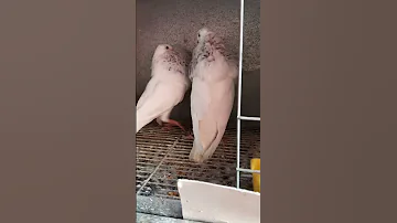 شنابر الكاديطان بيضاء مشاء الله روعه الحمام ثمن الطيران Kabootar 