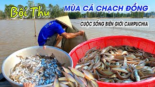 Thăm dớn bội thu sản vật Cá Chạch đồng mùa nước nổi - Cuộc sống biên giới Campuchia | OKDD #134