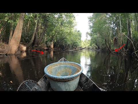 KETIKA RAWA SEMAKIN SURUT.. INILAH YANG TERJADI !!! PESTA IKAN BESAR DI RAWA INI..