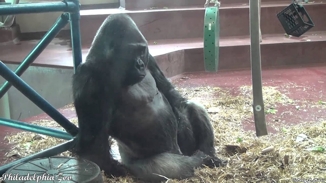 Philadelphia Zoo Gorilla Motuba Thinks No One is Looking - YouTube