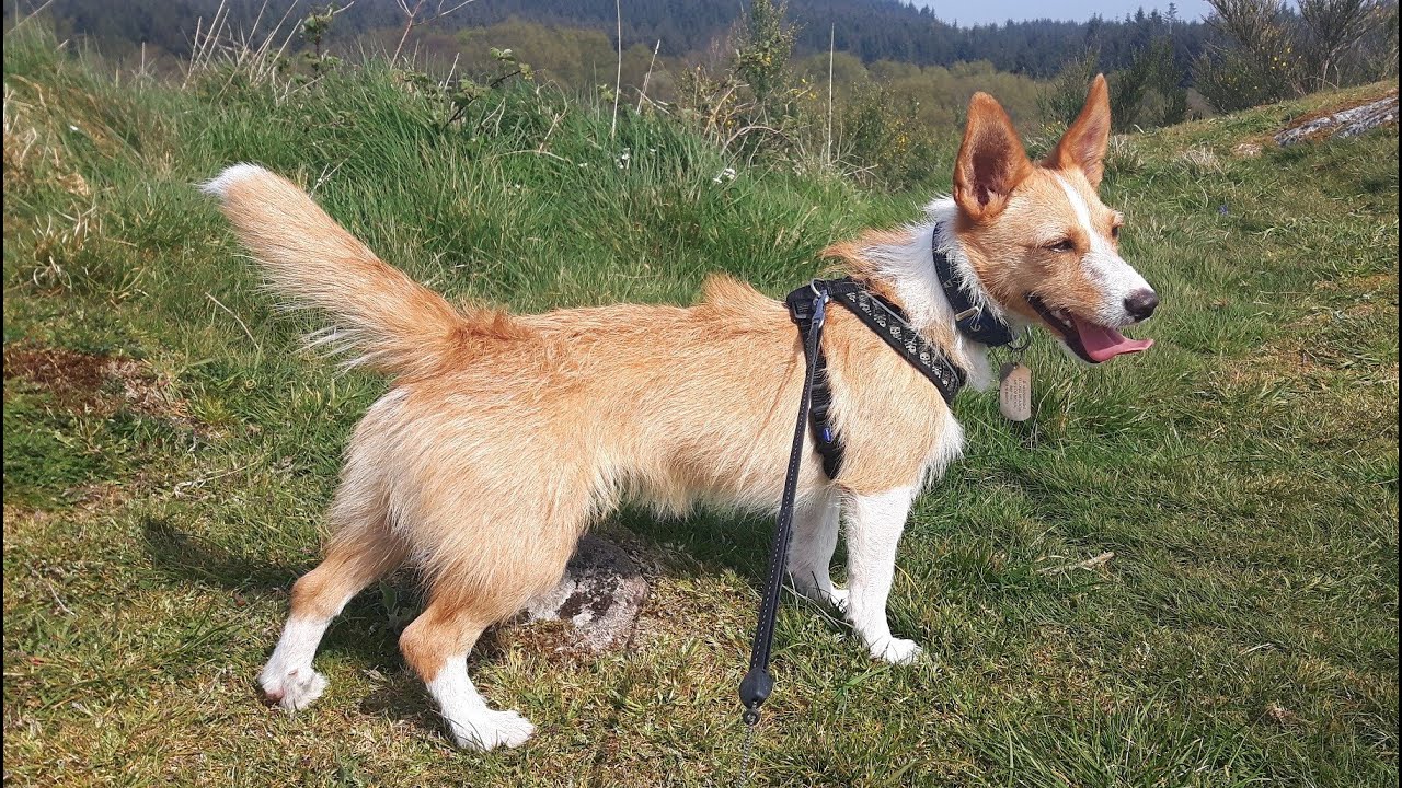 portuguese podengo pointy ears