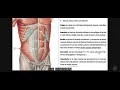 MUSCLE ABDOMEN // REPASO // AUDIOVOICE // CONDUCTO INGUINAL