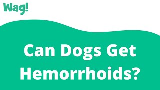 can dogs suffer from hemorrhoids