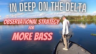 Observational Strategy for More Bass.