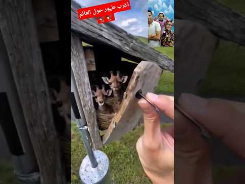 اغرب طيور متحوله حول العالم      طرائف  عمر ماتريكس