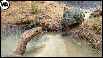 ¿Tienen dientes las ranas?