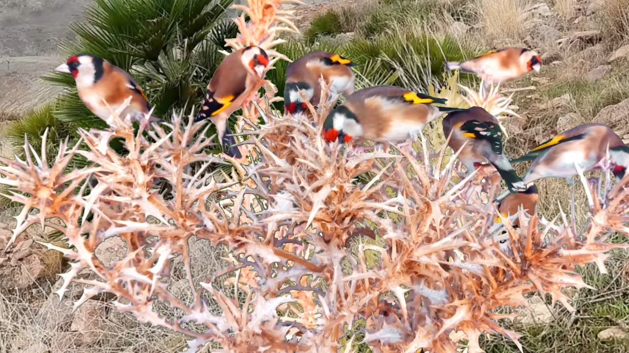 بتبتة حسون الشوك بتبتة جماعية فعالة  في تحفيز الحسون على التغريد goldfinch stimulation