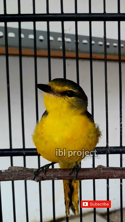 Mantenan Gacor #burung #birds #mantenan #burungmasteran #mantenangacor #tweet #2023