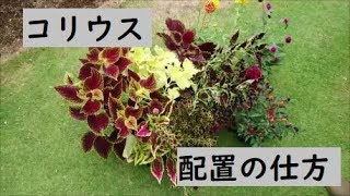 【コリウス 夏の配置】植物の配置の仕方・考え方