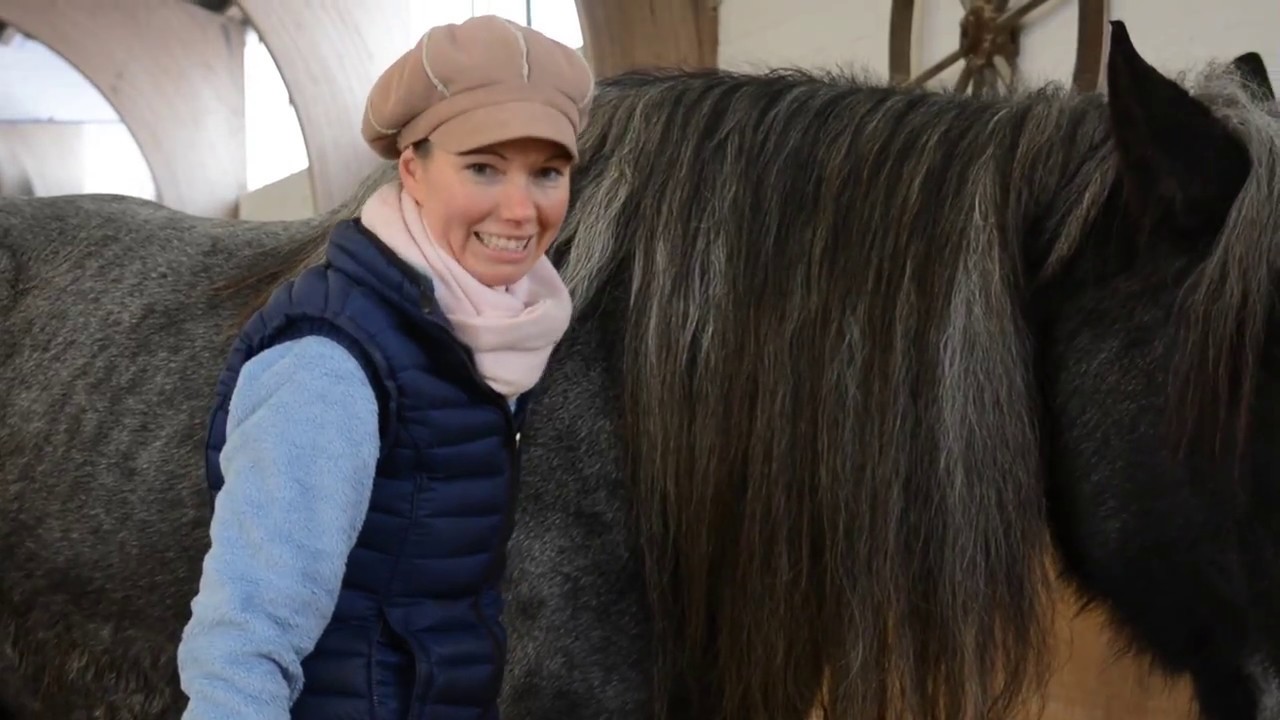 Freiarbeit mit Kaltblut Maximus