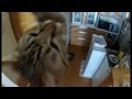 けしからん猫の三角とびはカッコ可愛い。jumping cat is cool and cute