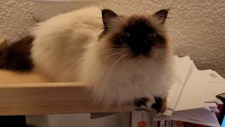Cat Meowing For Snacks