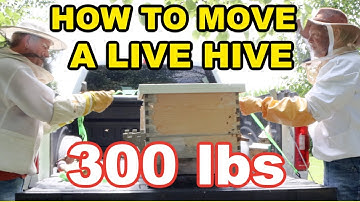 Bijenhouden: hoe u zelf een bijenkast verplaatst