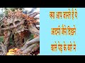 आदमी के जैसे दिखने वाला पेड़ #शॉट्स #shorts #backtobasics #medraktree #adrmix